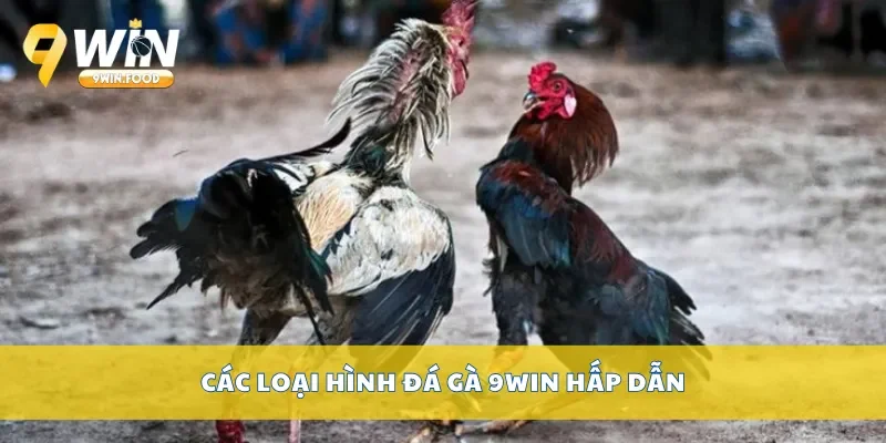 Các loại hình đá gà 9Win hấp dẫn
