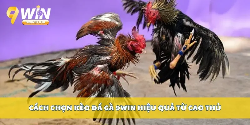 Cách chọn kèo đá gà 9Win hiệu quả từ cao thủ