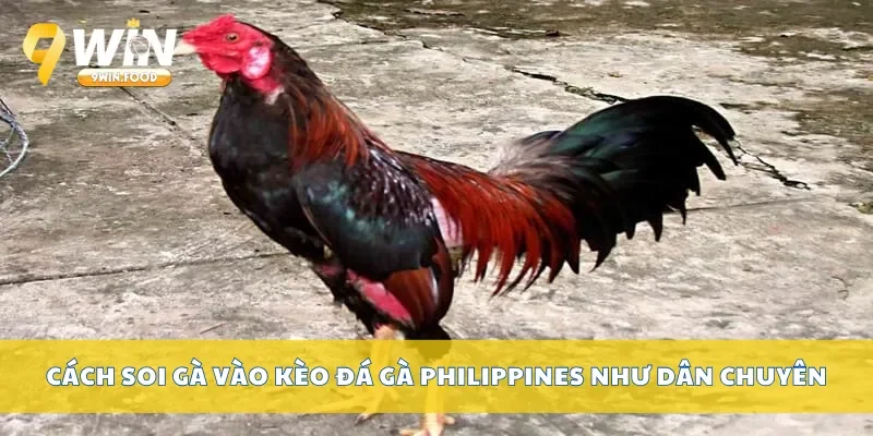 Cách soi gà vào kèo đá gà philippines như dân chuyên
