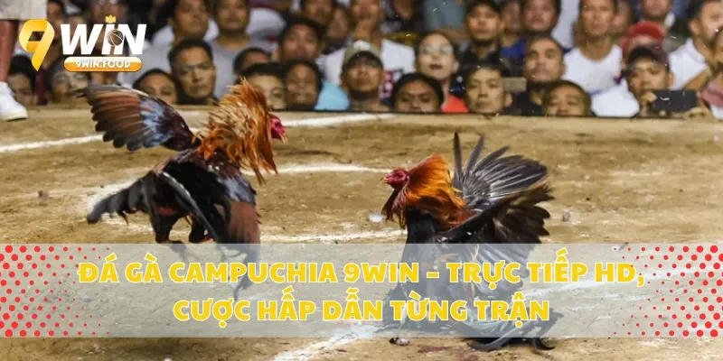 Đá Gà Campuchia 9Win – Trực Tiếp HD, Cược Hấp Dẫn Từng Trận