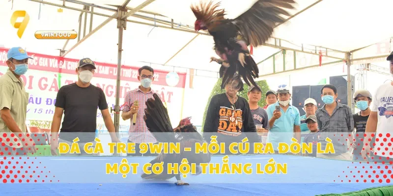 Đá Gà Tre 9Win – Mỗi Cú Ra Đòn Là Một Cơ Hội Thắng Lớn