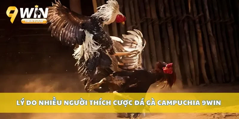 Lý do nhiều người thích cược đá gà Campuchia 9Win