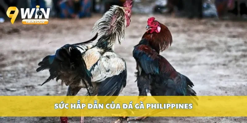 Sức hấp dẫn của đá gà Philippines