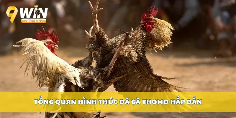 Tổng quan hình thức đá gà Thomo hấp dẫn